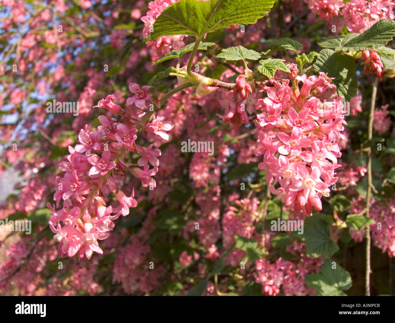 Oxfordshire Swerford flora springtime gardens flower of Oriental flowering currant Ribes sangiuneum Stock Photo