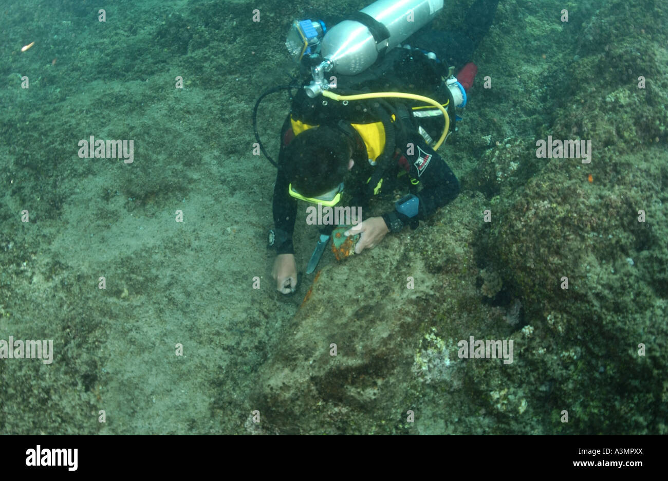 diver finds artefacts from Bounty Stock Photo