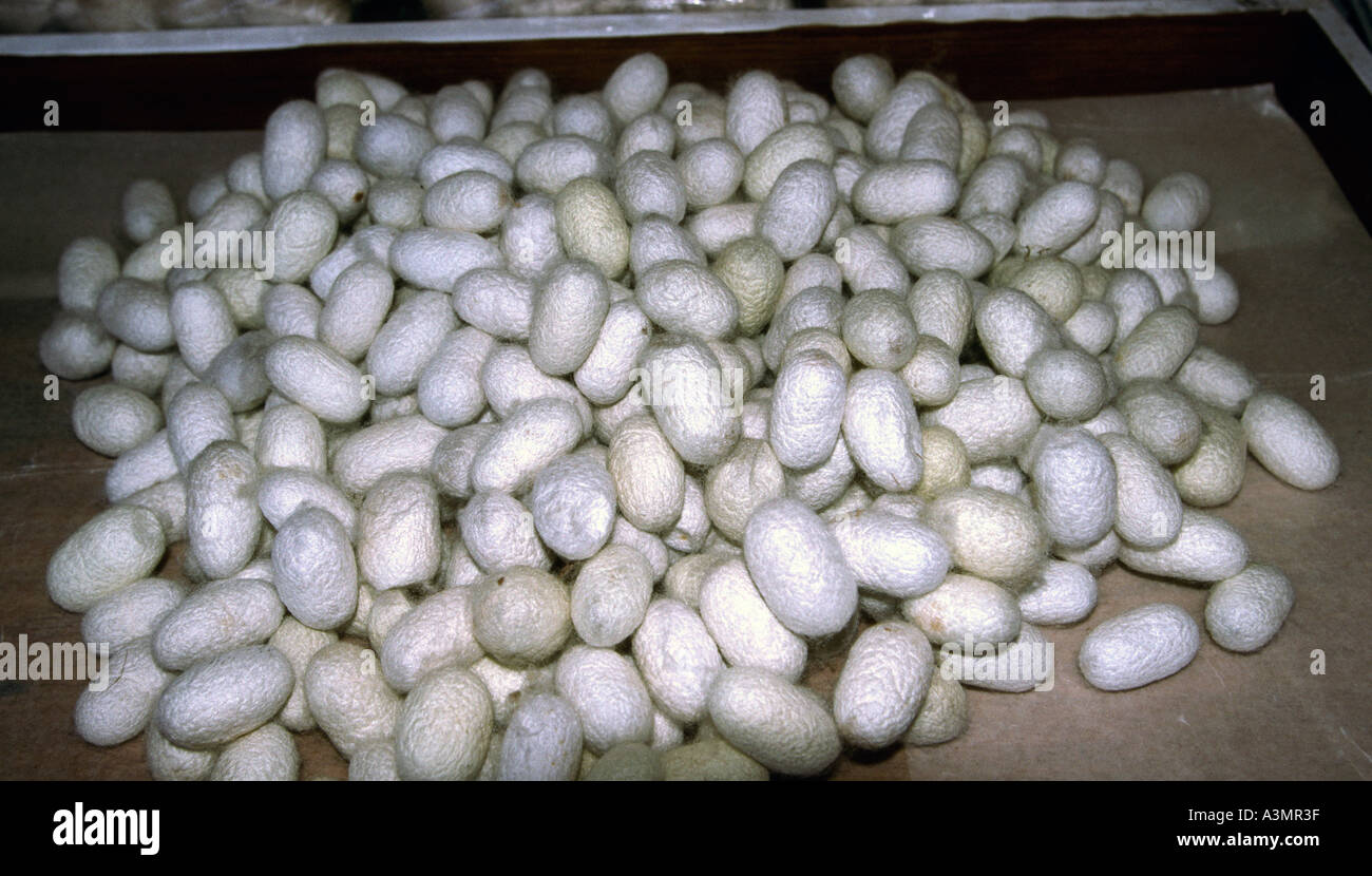 Myanmar Burma sericulture textiles Silk silkworm cocoons prior to recovering thread Stock Photo