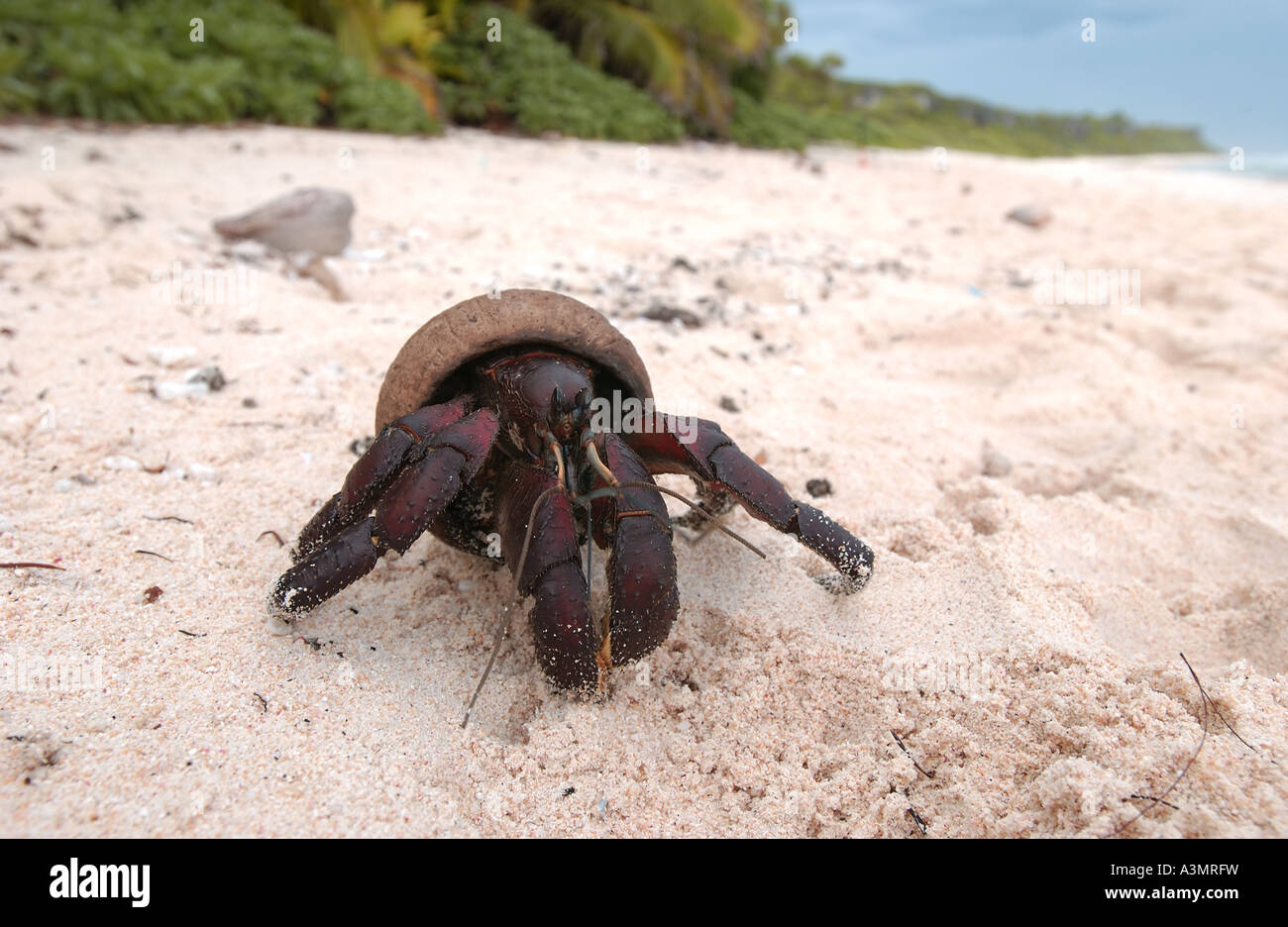 coconut crab Stock Photo
