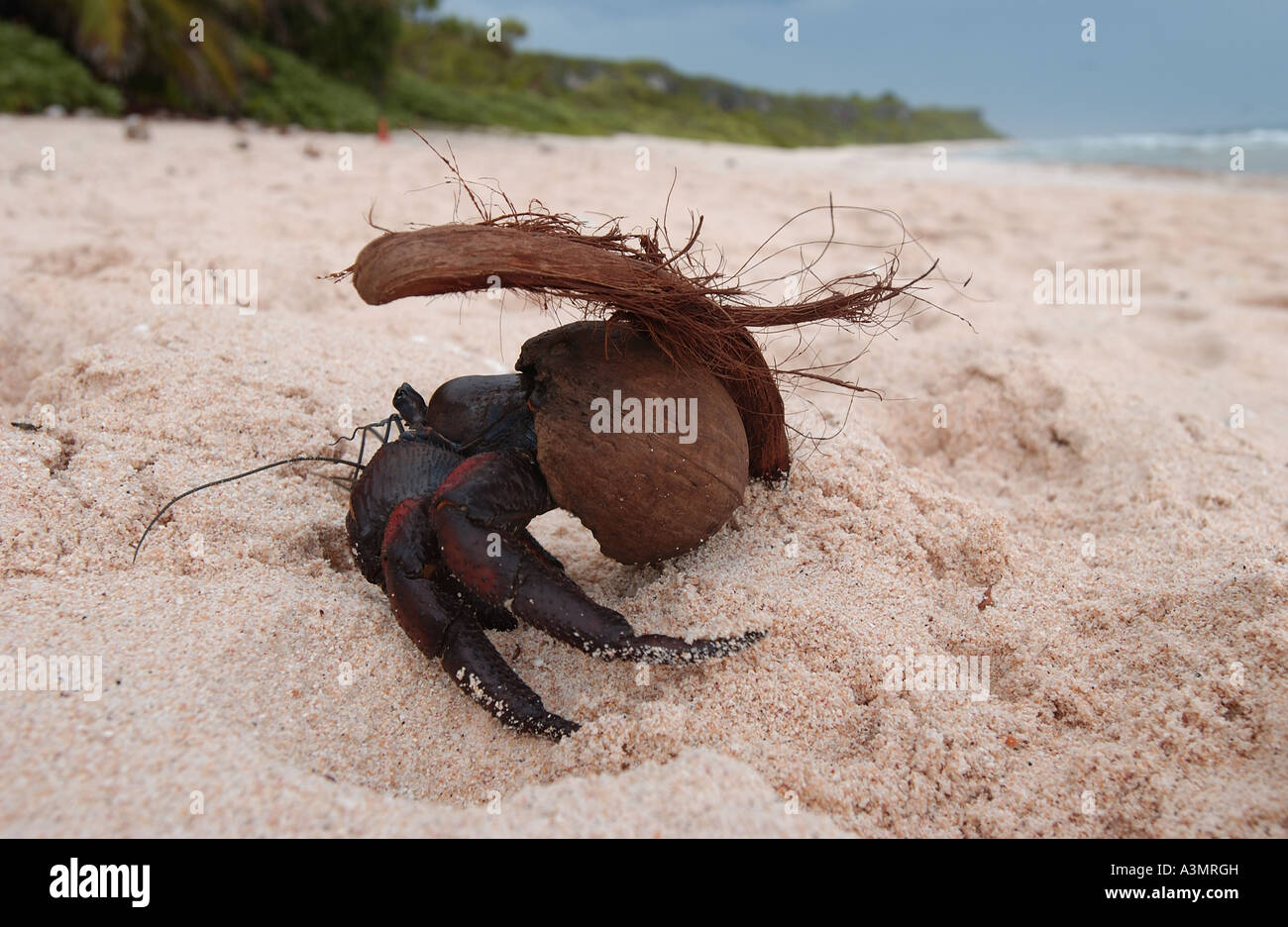coconut crab Stock Photo
