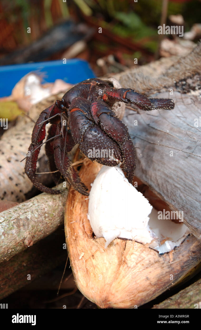 coconut crab feeding Stock Photo