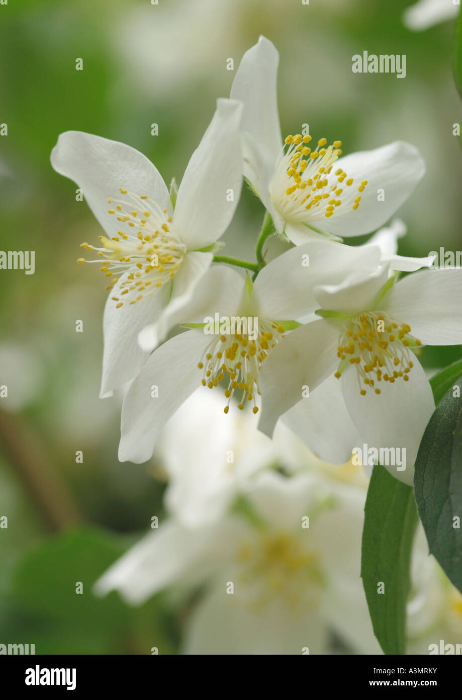 Deutzia gracilis Stock Photo