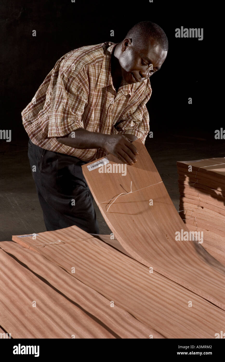 Quality control and sorting high specification Sapele veneer before packaging for export, Ghana, West Africa Stock Photo