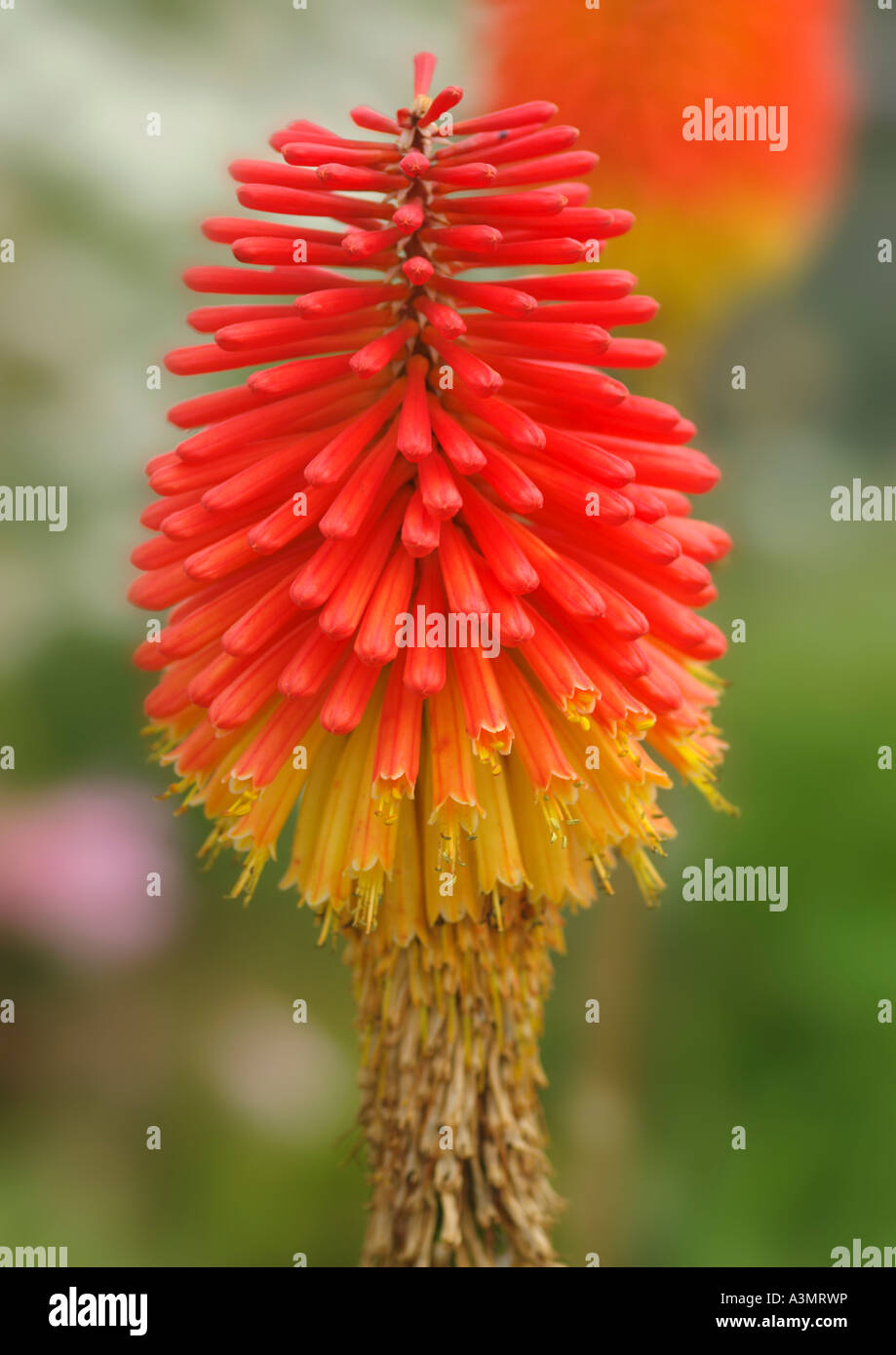 Kniphofia praecox Red Hot Poker Stock Photo - Alamy