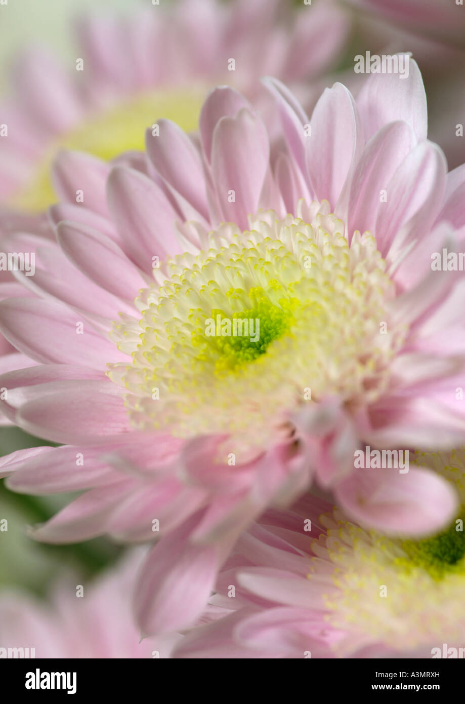 Chrysanthemum Roblush Stock Photo