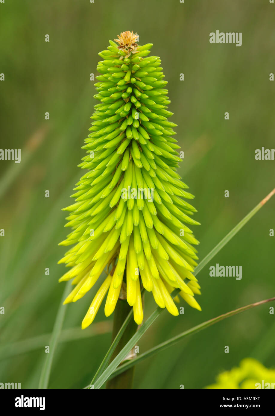 Kniphofia bees lemon hi-res stock photography and images - Alamy