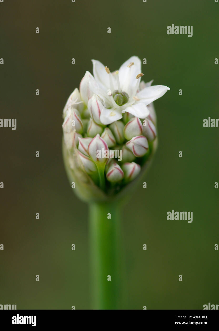 Allium tuberosum Chinese Chive Stock Photo