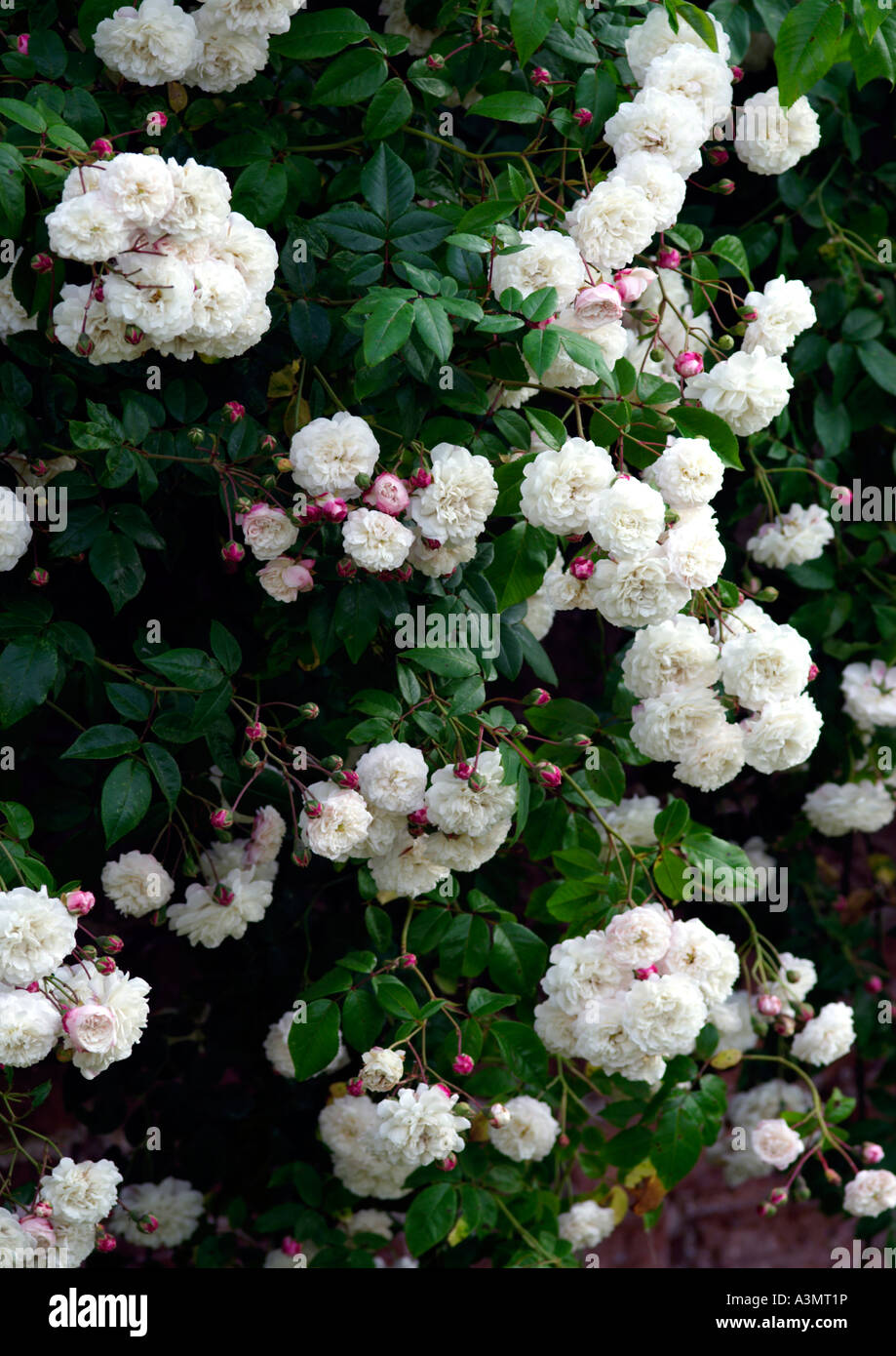 Rosa Felicite Perpetue Stock Photo Alamy