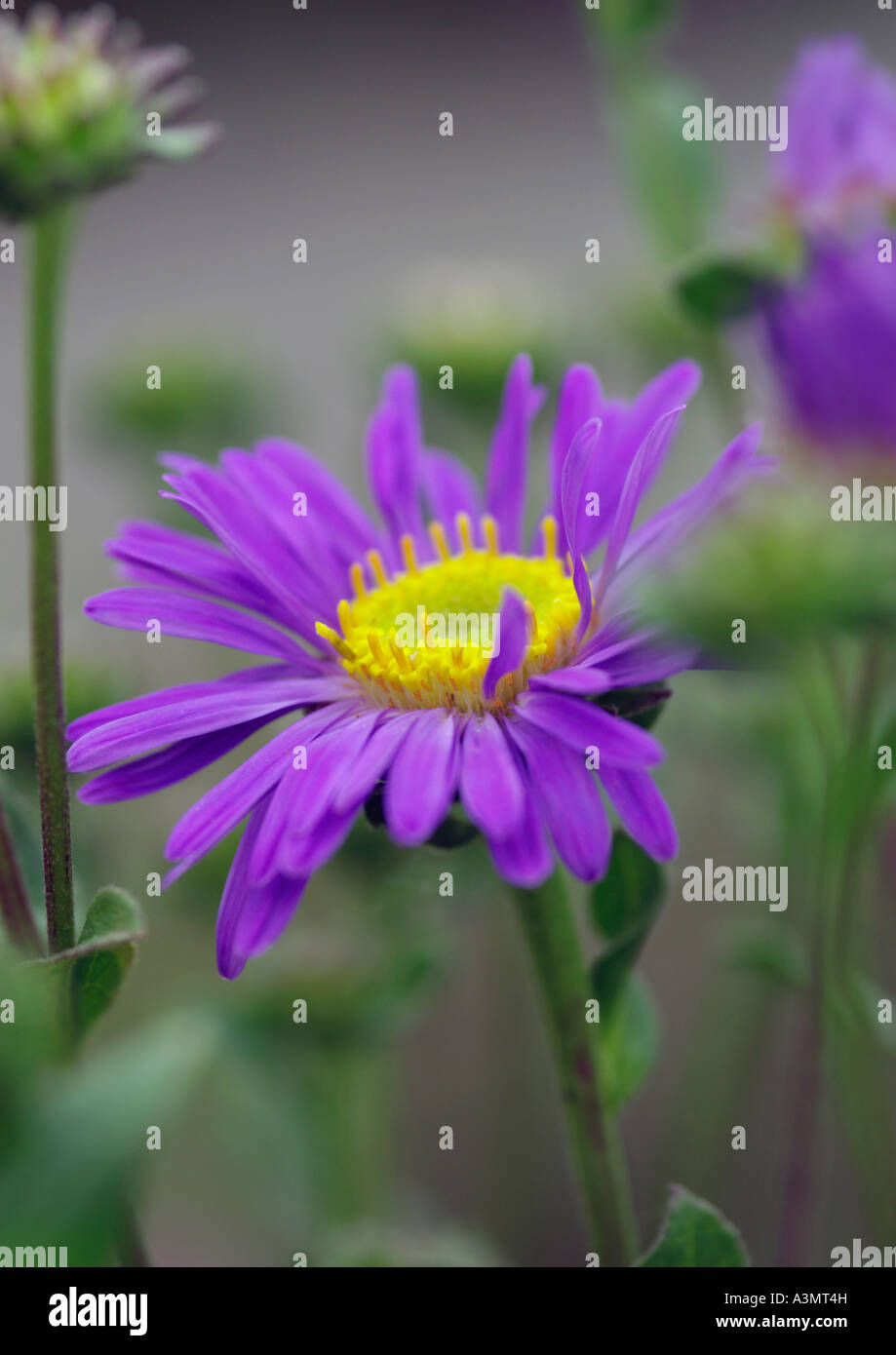 Close up of Aster amellus Grunder Stock Photo