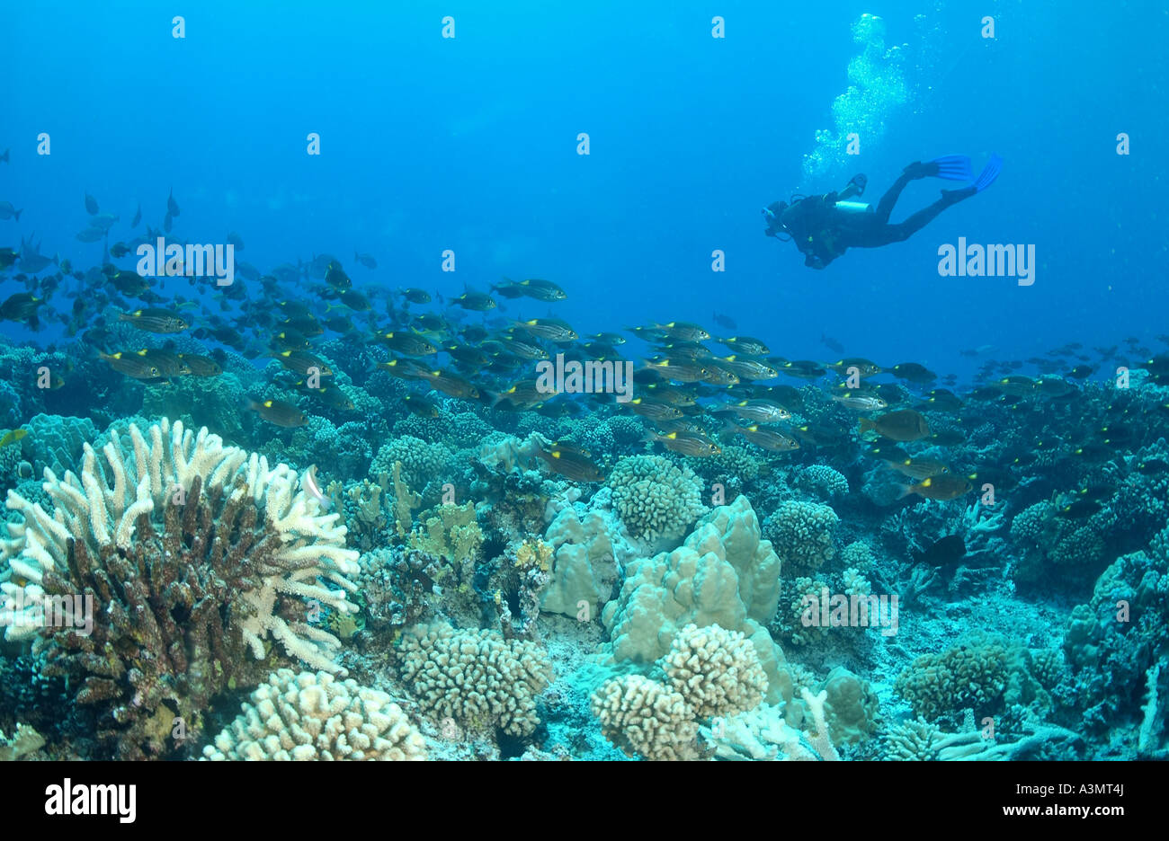 divers on reef in Pitcarn Island Stock Photo