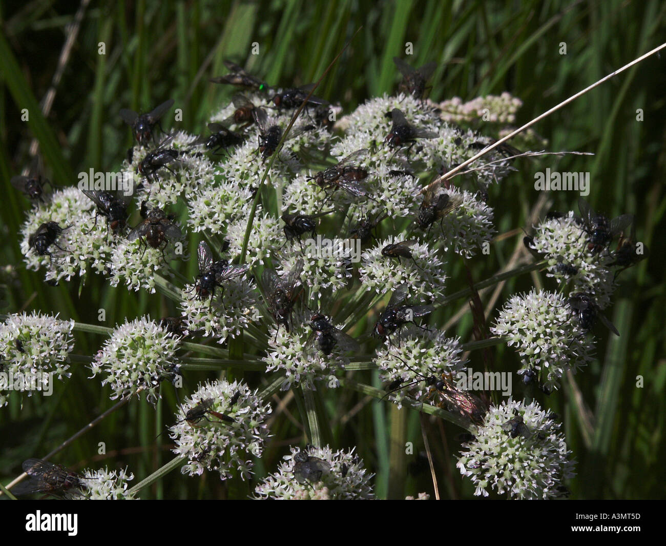 Attracting flies hires stock photography and images Alamy