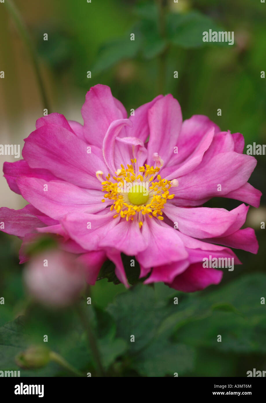 Close up Anemone hupehensis var japonica Rotkappchen Stock Photo