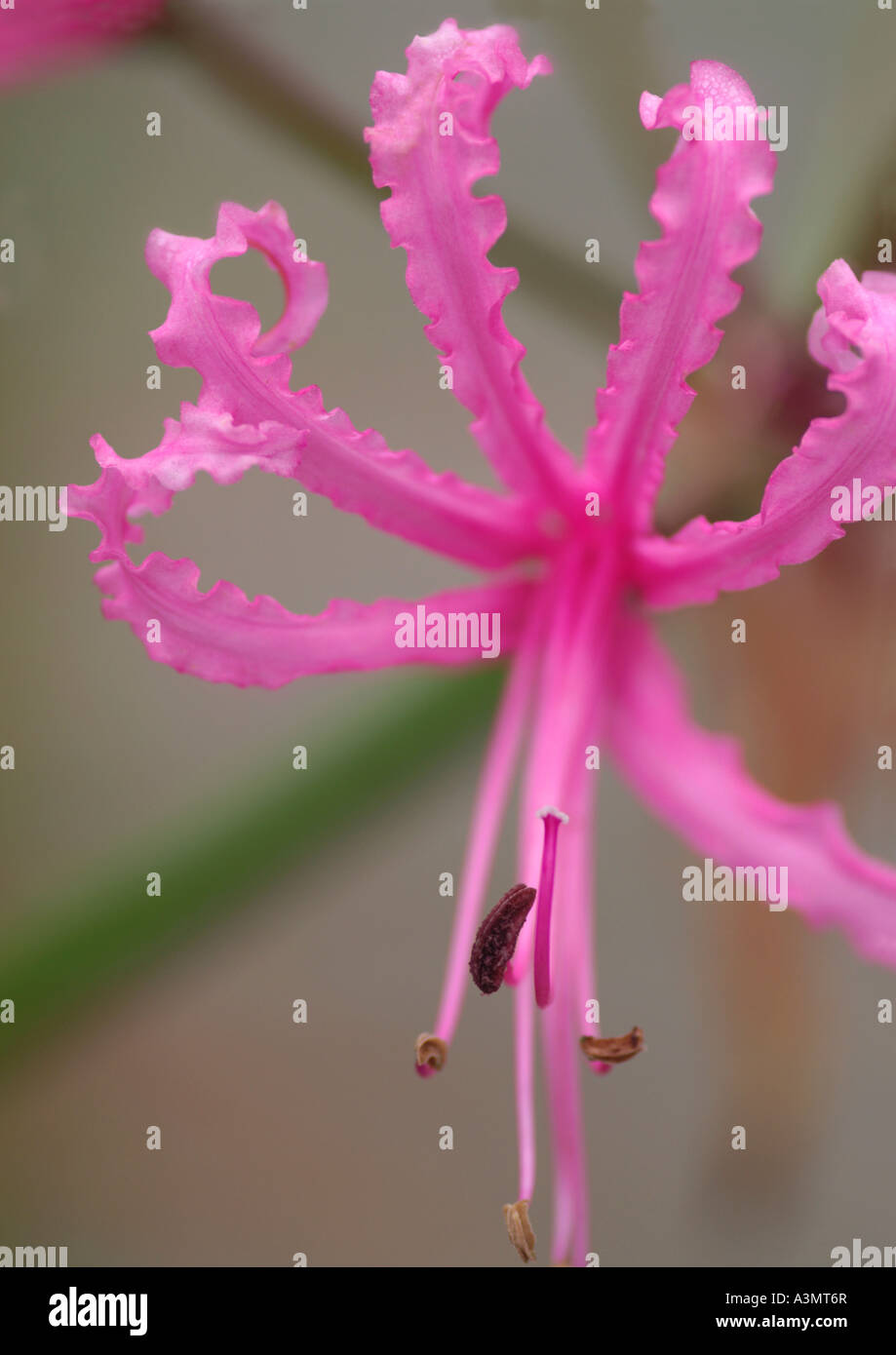 Nerine bowdenii wellsii Stock Photo