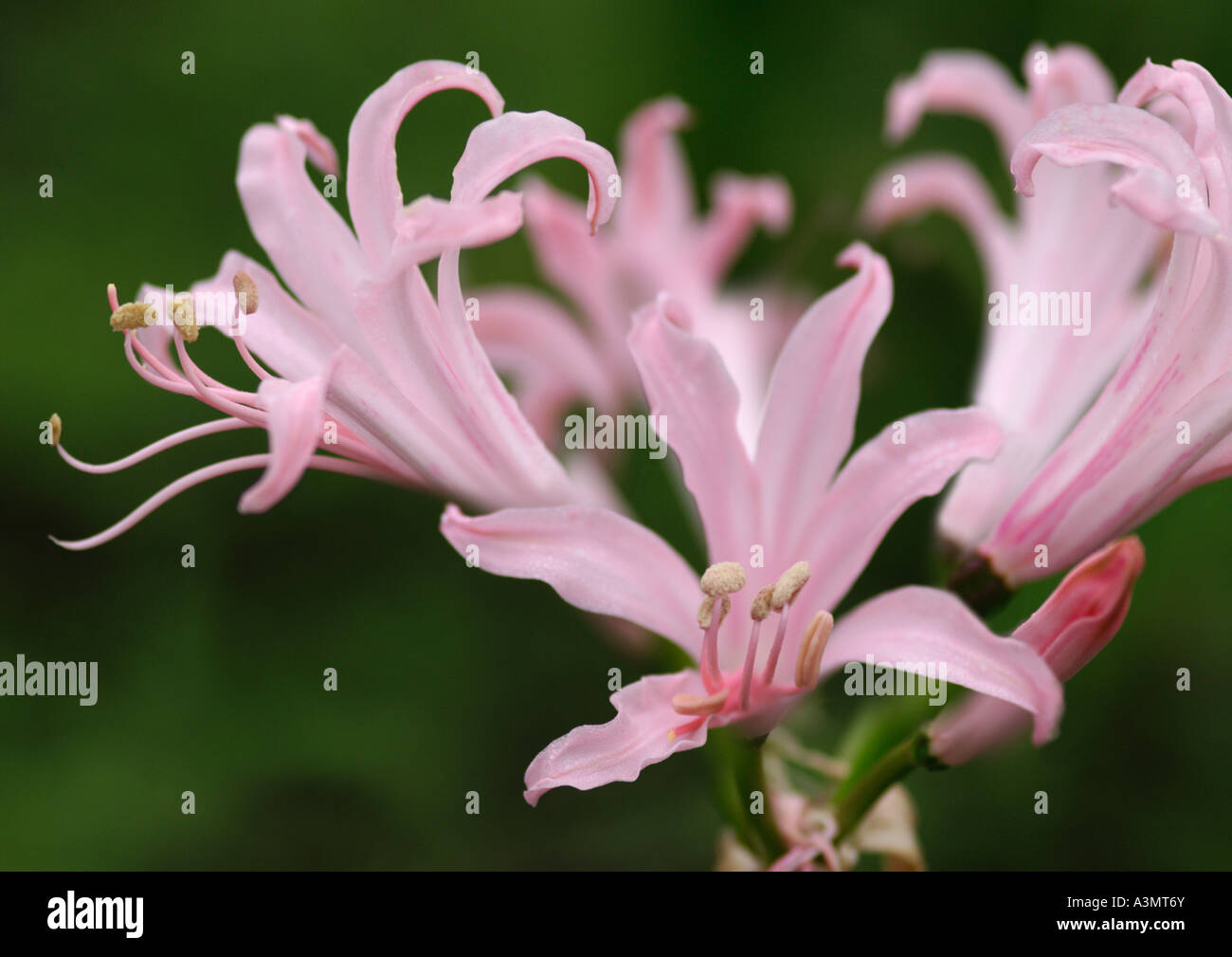 Nerine bowdenii Marine Rogerson Stock Photo