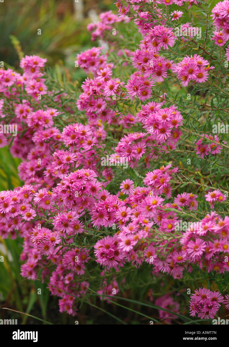 Aster novae-angliae Rosa Sieger Stock Photo