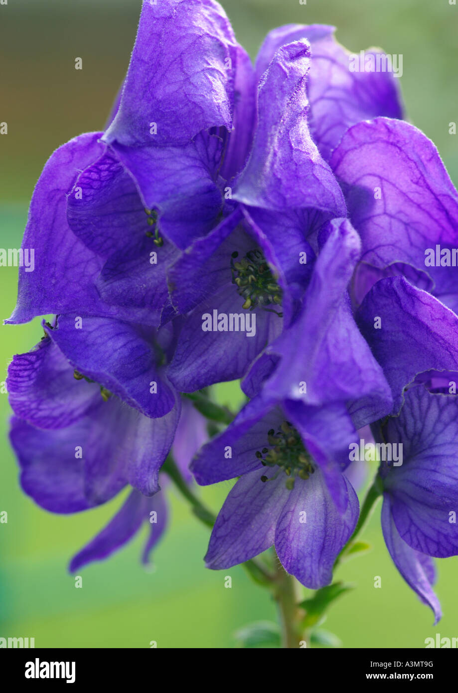 Close up of Aconitum carmichaelii arendsii Stock Photo