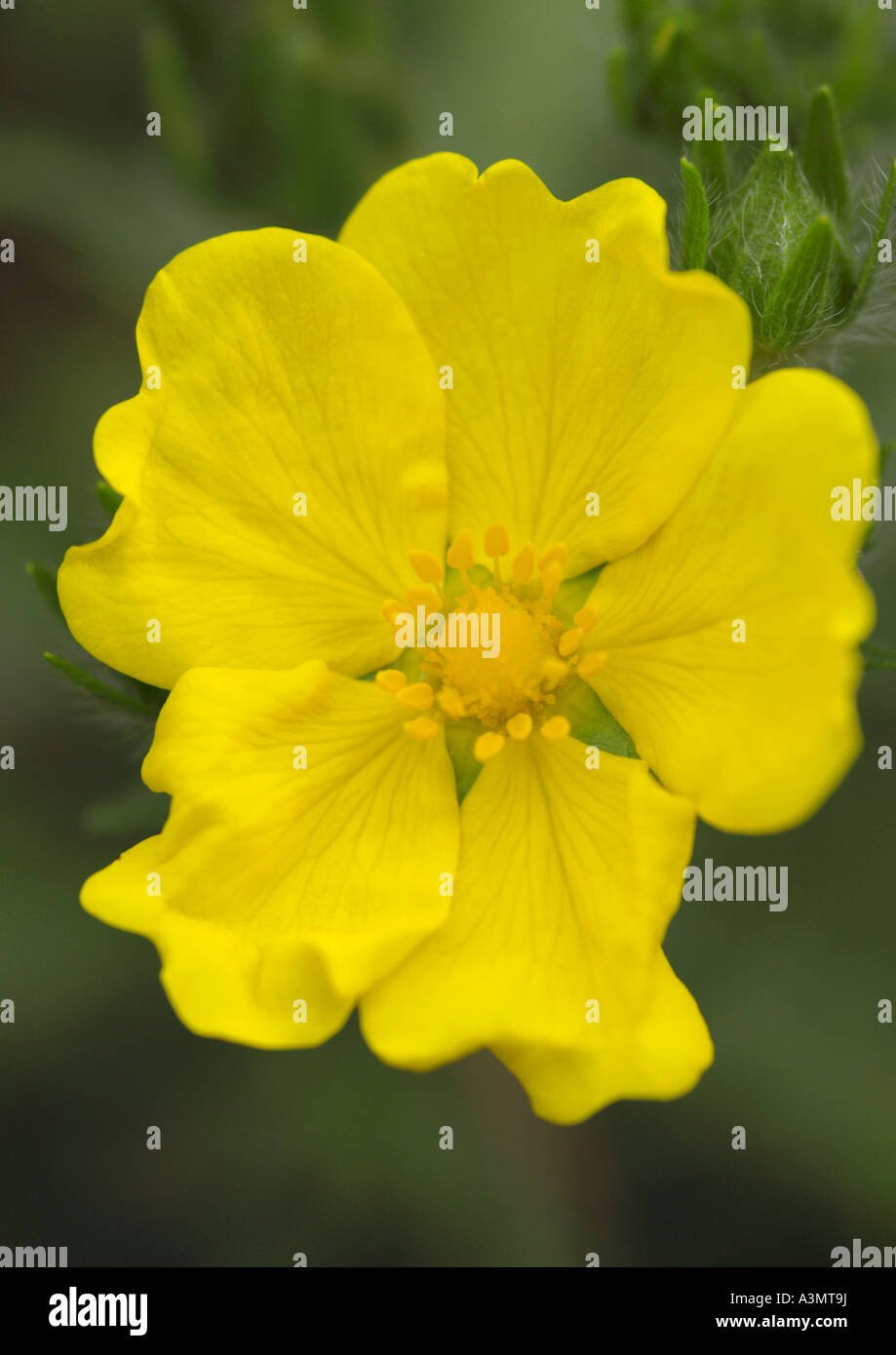 Close up of Potentilla Yellow Queen Stock Photo