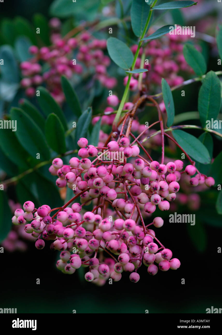 Sorbus huphensis Rosea berries Stock Photo