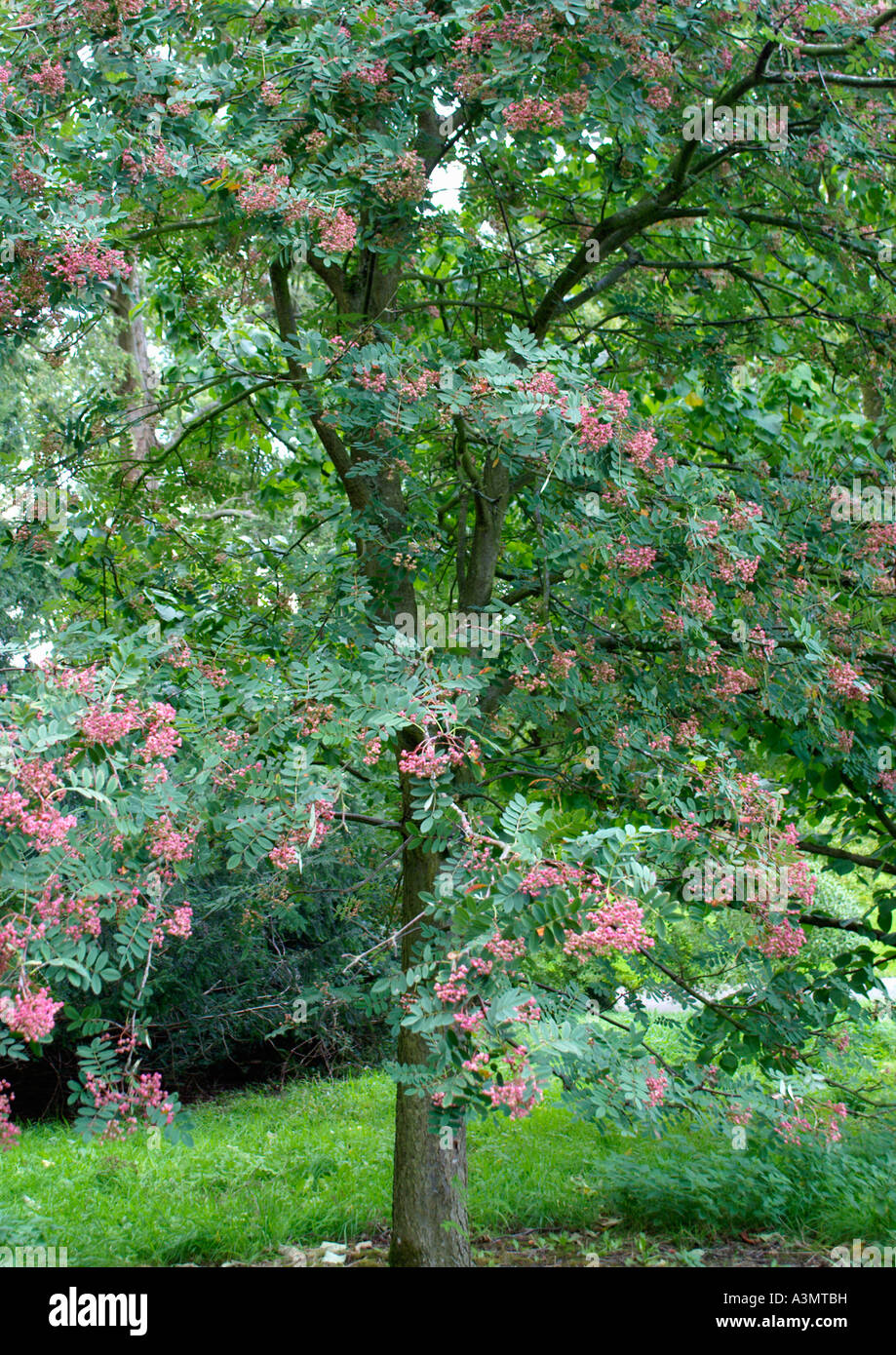 Sorbus huphensis Rosea Stock Photo
