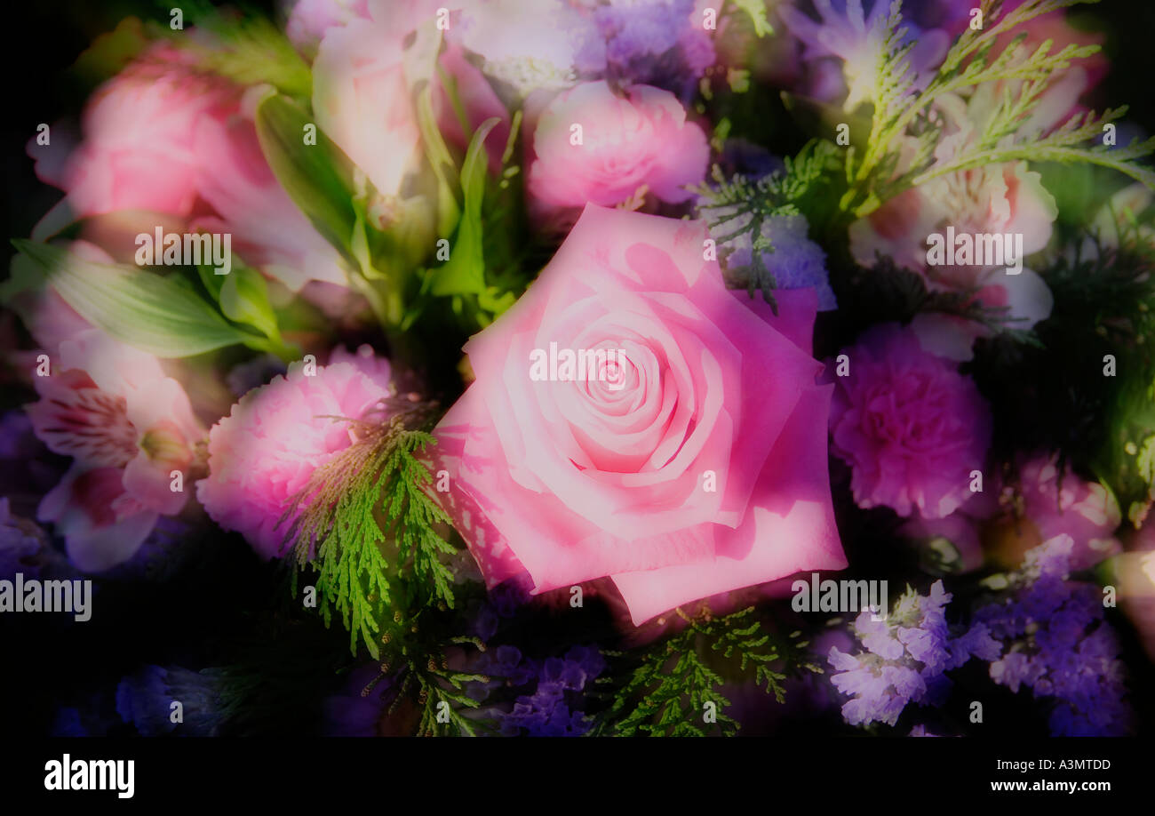 Glowing flowers in focus hi-res stock photography and images - Alamy