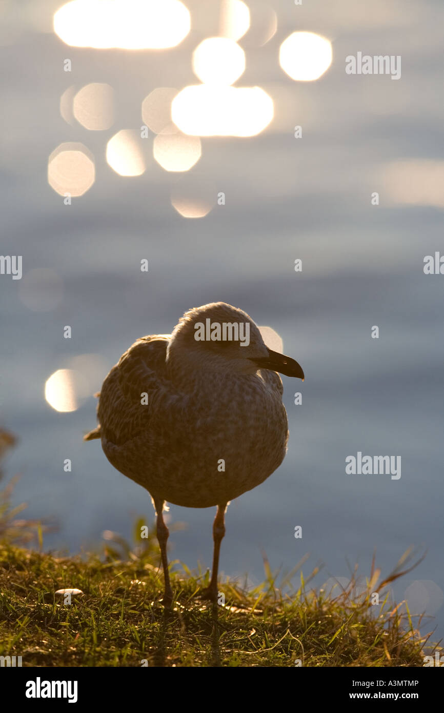 Dark bird silhouette perching hi-res stock photography and images - Alamy