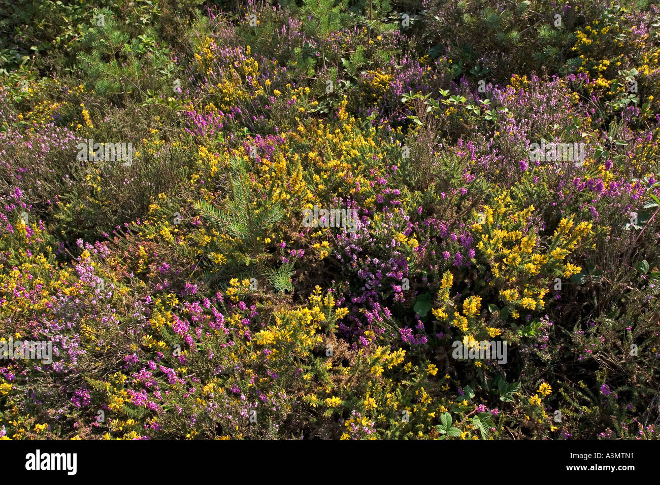 Restored heathland of former gravel pit with gorse, broom, heathers and conifers Stock Photo