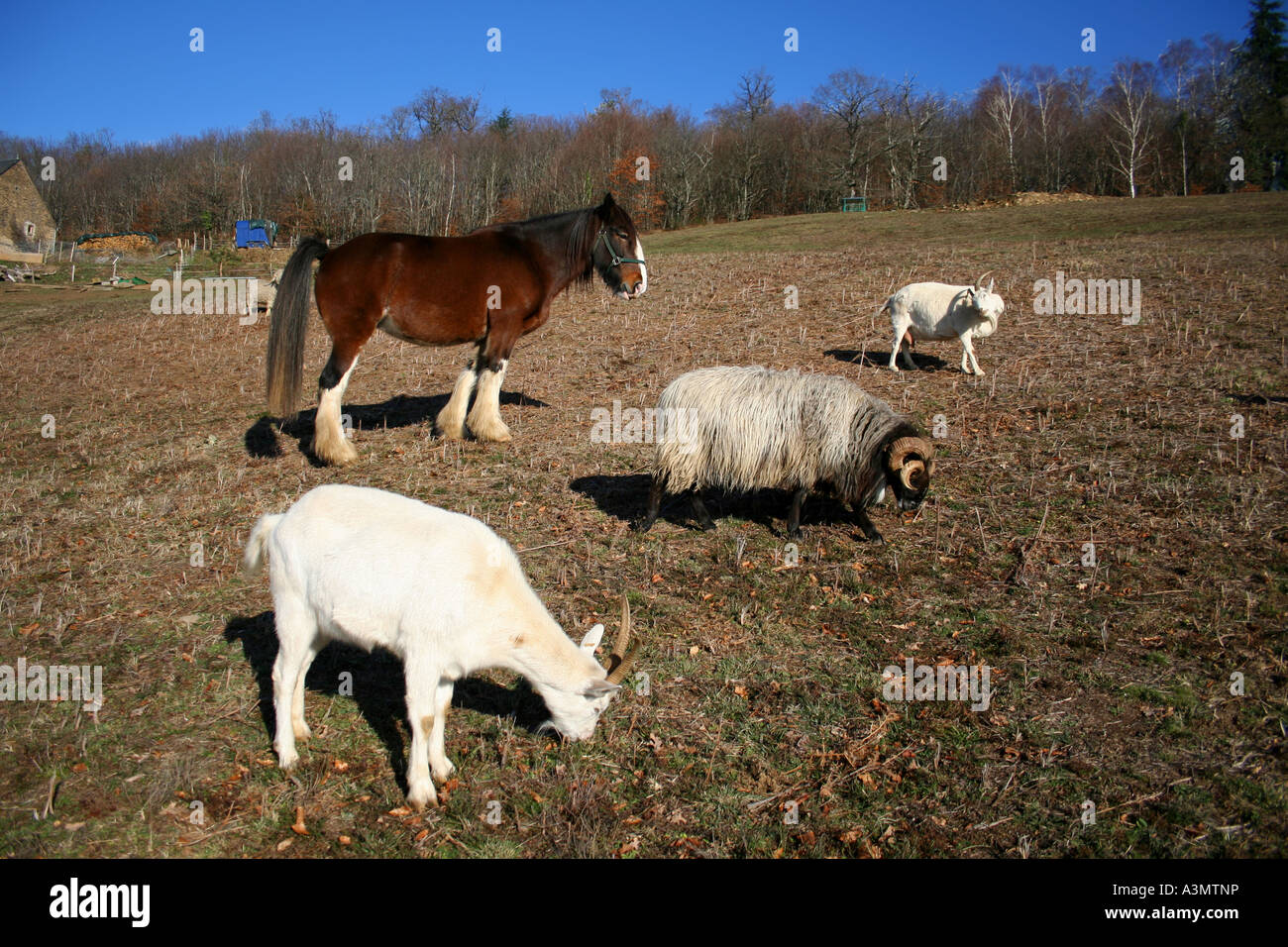 farm family horse ram and goats Stock Photo - Alamy