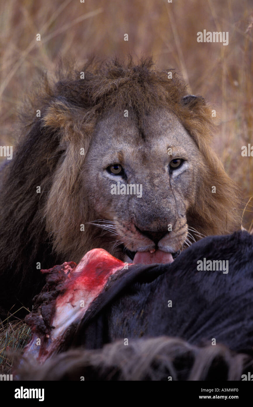 Male Lion Eating Gnu Masai Mara Kenya Stock Photo