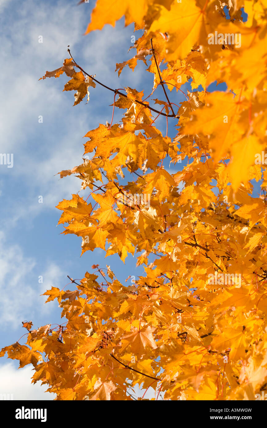 Colorful yellow maple tree leaves against blue sky Stock Photo - Alamy