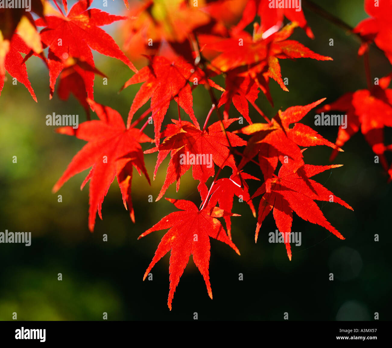 Maple leaves with autumn red colours Miyajima Island Hiroshima Japan Stock Photo