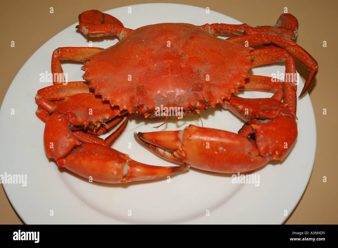 Queensland Mud Crab cooked and ready to eat dsca 0934 Stock Photo - Alamy