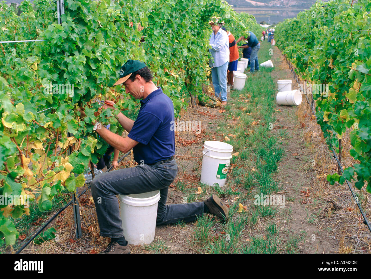 A fund raising grape harvest at the Stefano Lubiana vineyard at Granton near New Norfolk in Southern Tasmania Australia Stock Photo