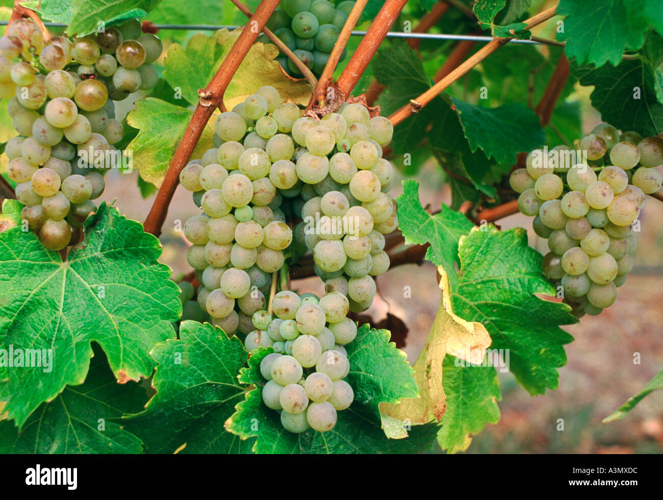 wine grapes on vine Stock Photo