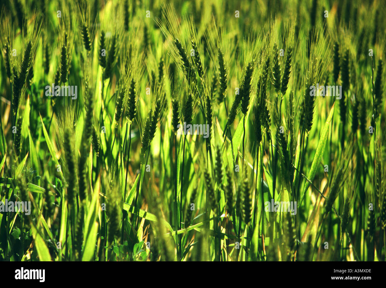 Ripening wheat crop Stock Photo