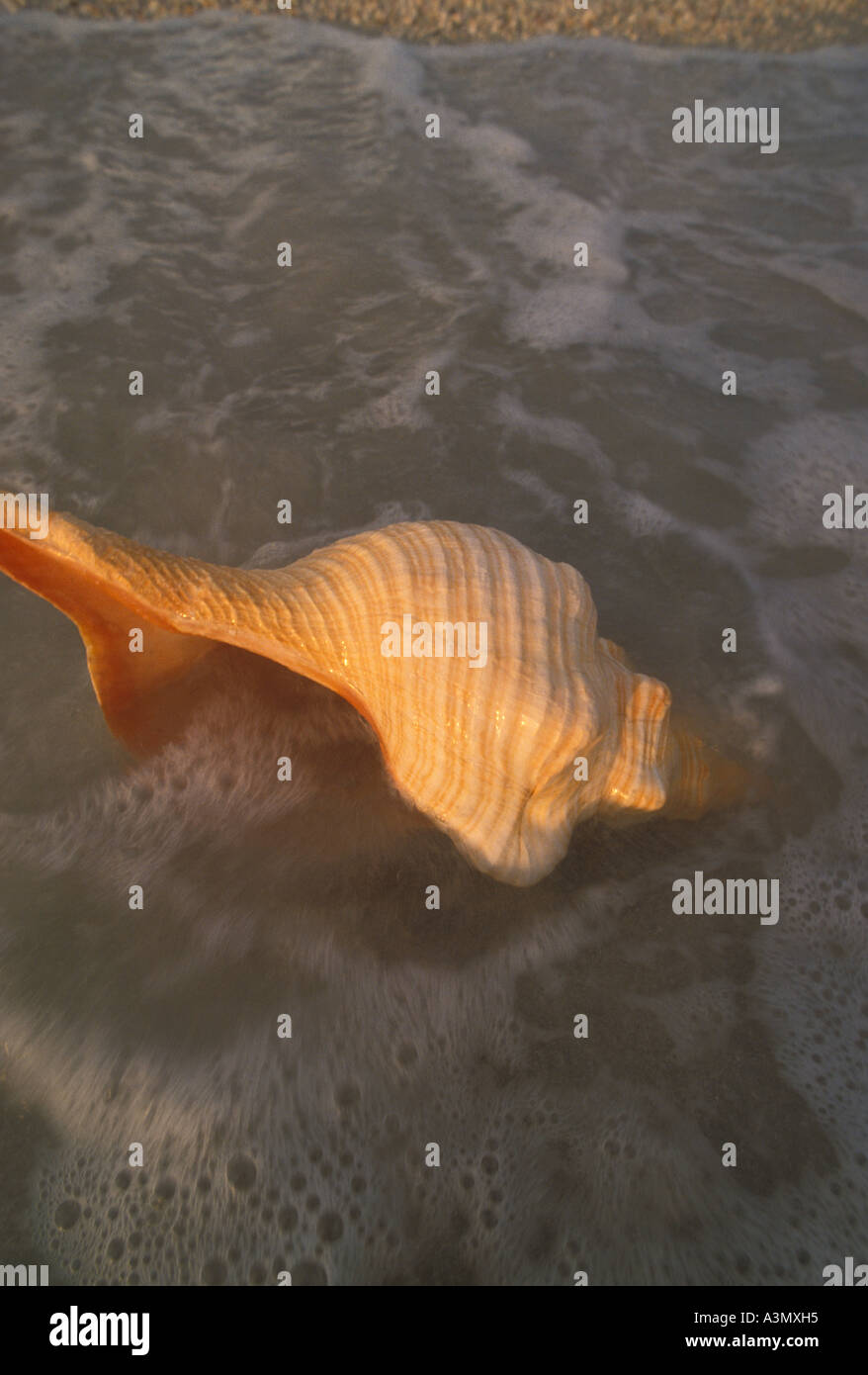 Florida beach shelling horse conch gulf coast Stock Photo Alamy