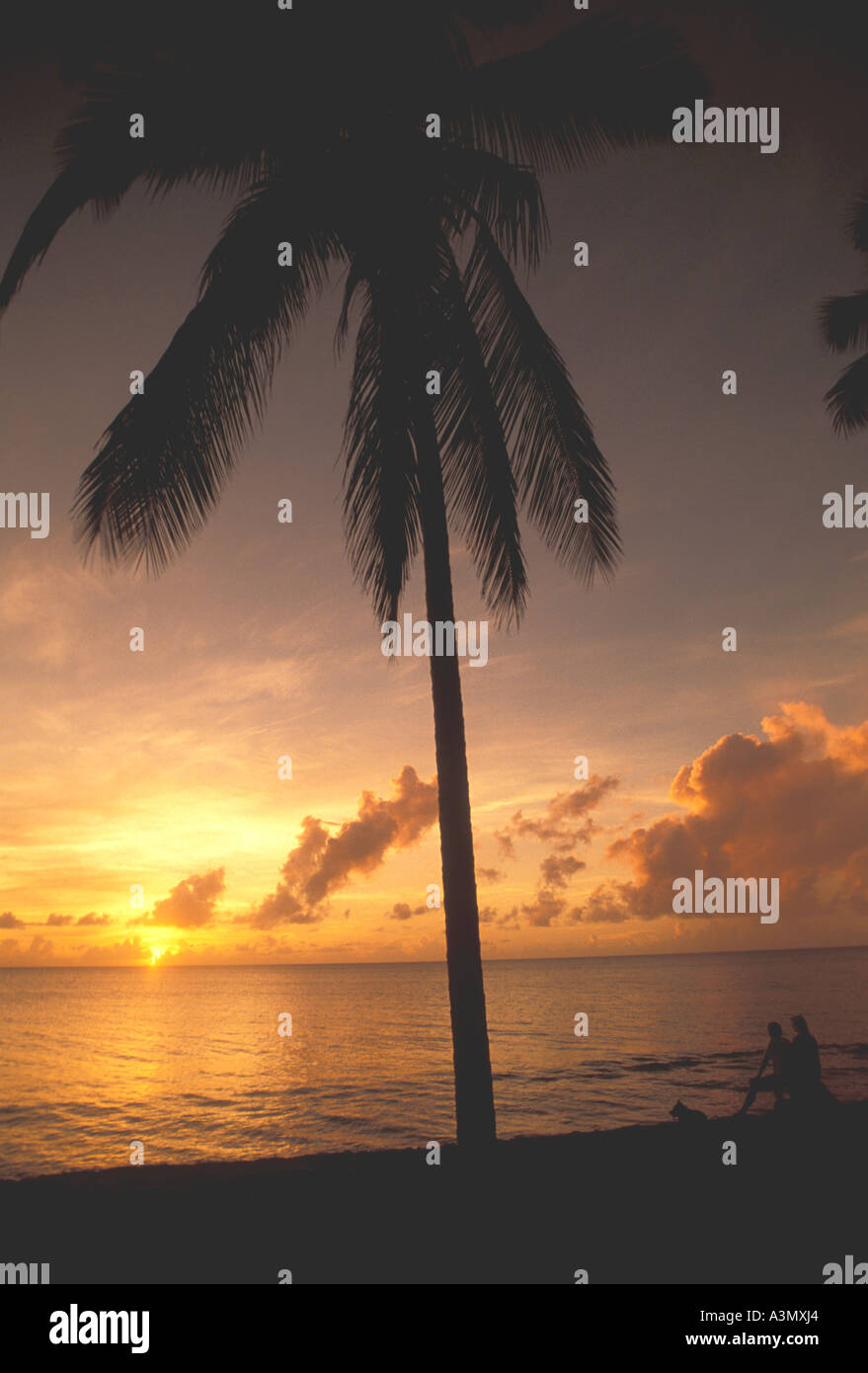 Tropics Couple on beach beside palm tree at sunset Stock Photo - Alamy
