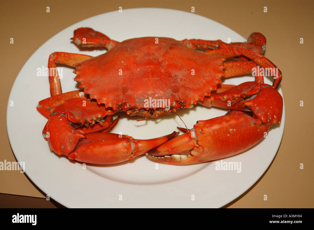 Queensland Mud Crab cooked and ready to eat dsca 0945 Stock Photo - Alamy