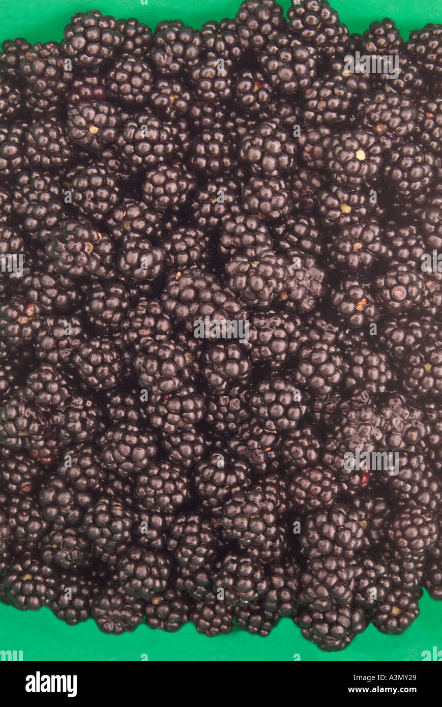 Ripened blackberries Stock Photo