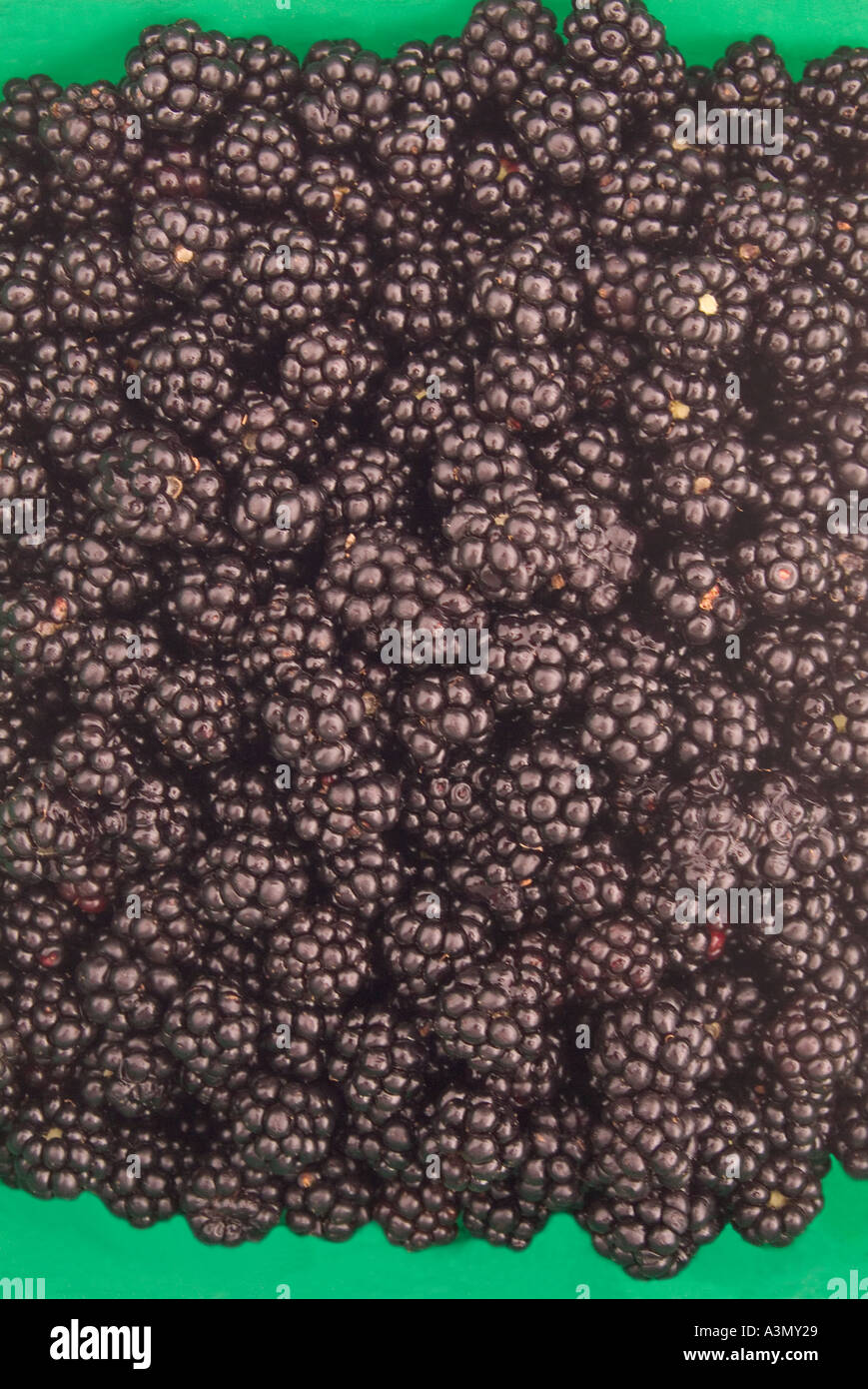 Under Ripe Blackerry Ripened blackberries hi-res stock photography and images - Alamy