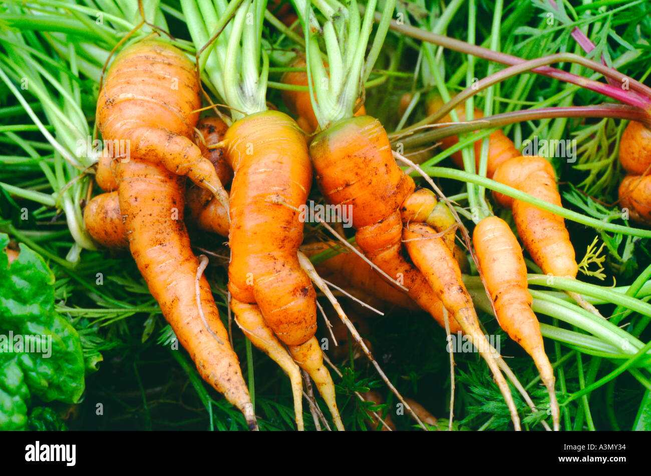 Split Carrots High Resolution Stock Photography and Images Alamy