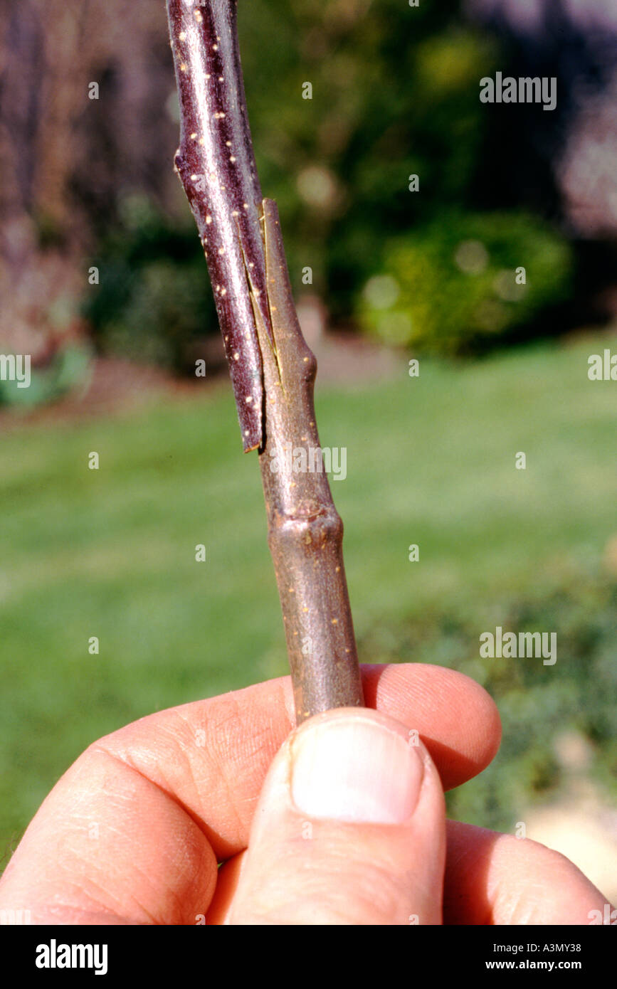 How to graft apple cuttings to root stock Stock Photo