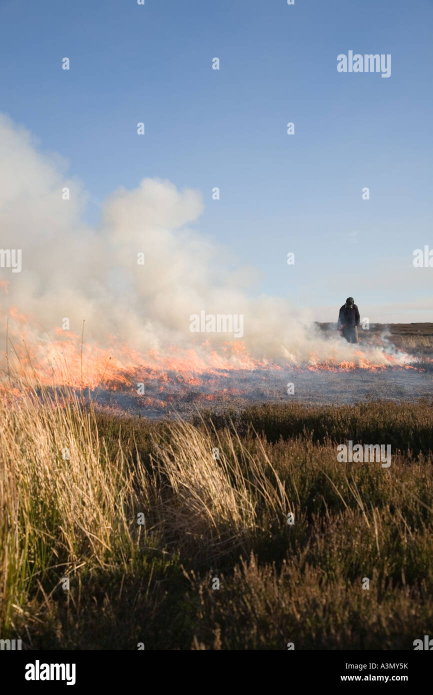 Controlled heather burning on moorland, April husbandry of the Grouse Moors. Two gamekeepers burn heather to encourage new heather shoots for food. Stock Photo