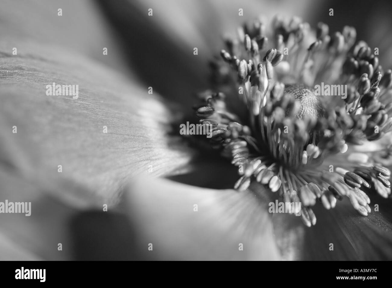 black and white anemone Stock Photo - Alamy