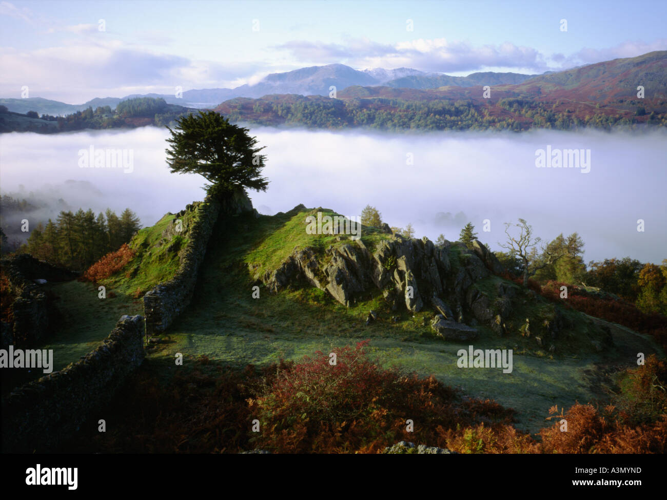 Tranquil view of a Juniper Tree above the mist at Grasmere Lake District National Park Cumbria England United Kingdom Stock Photo