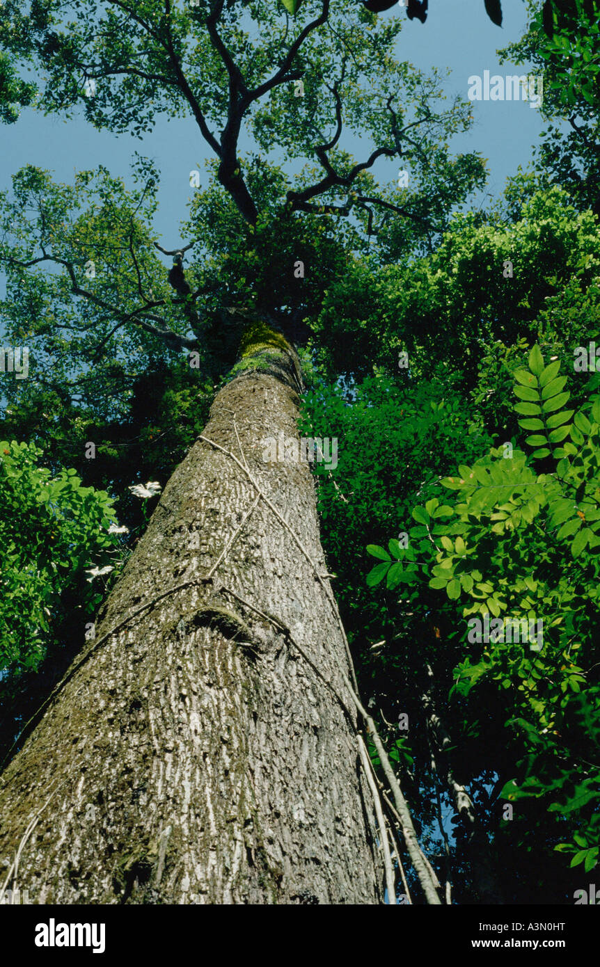 Brazil nut tree Bertholletia excelsa family Lecythidaceae in Tropical Rain  Forest Amazon rainforest Para Brazil Stock Photo - Alamy