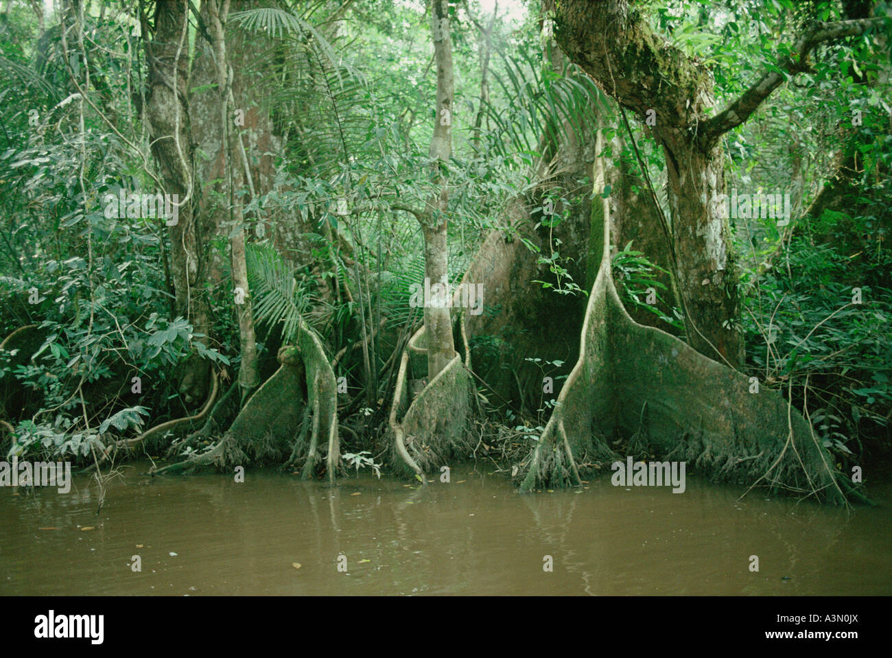 Buttresses of Sterculia subviolacea, tree of Sterculiaceae family in riverine rainforest, Gabon, Africa. Stock Photo