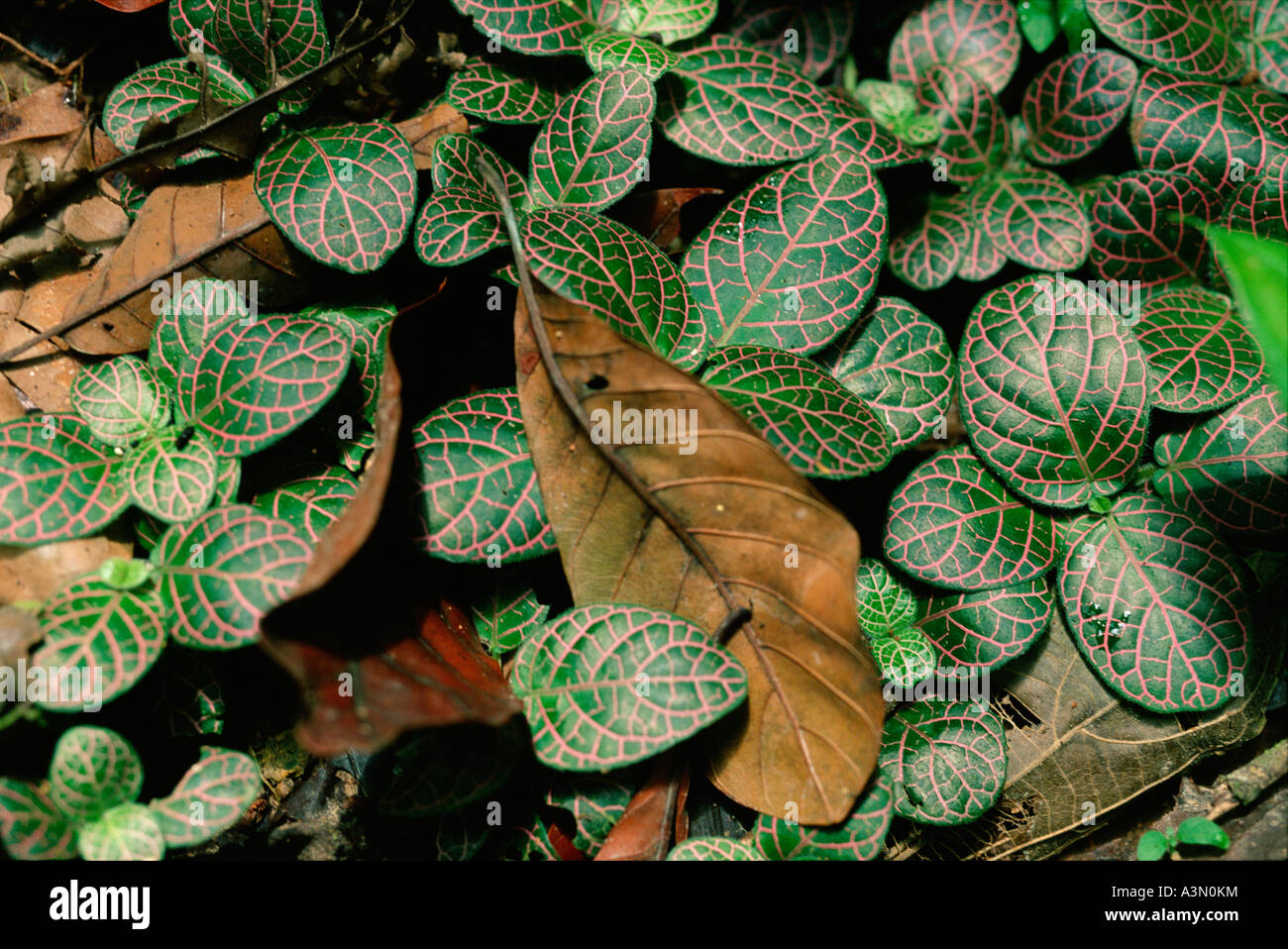 Fittonia sp. family Acanthaceae, trailing plant with pink leaf nervation on floor of rainforest, Amazon region, Peru Stock Photo