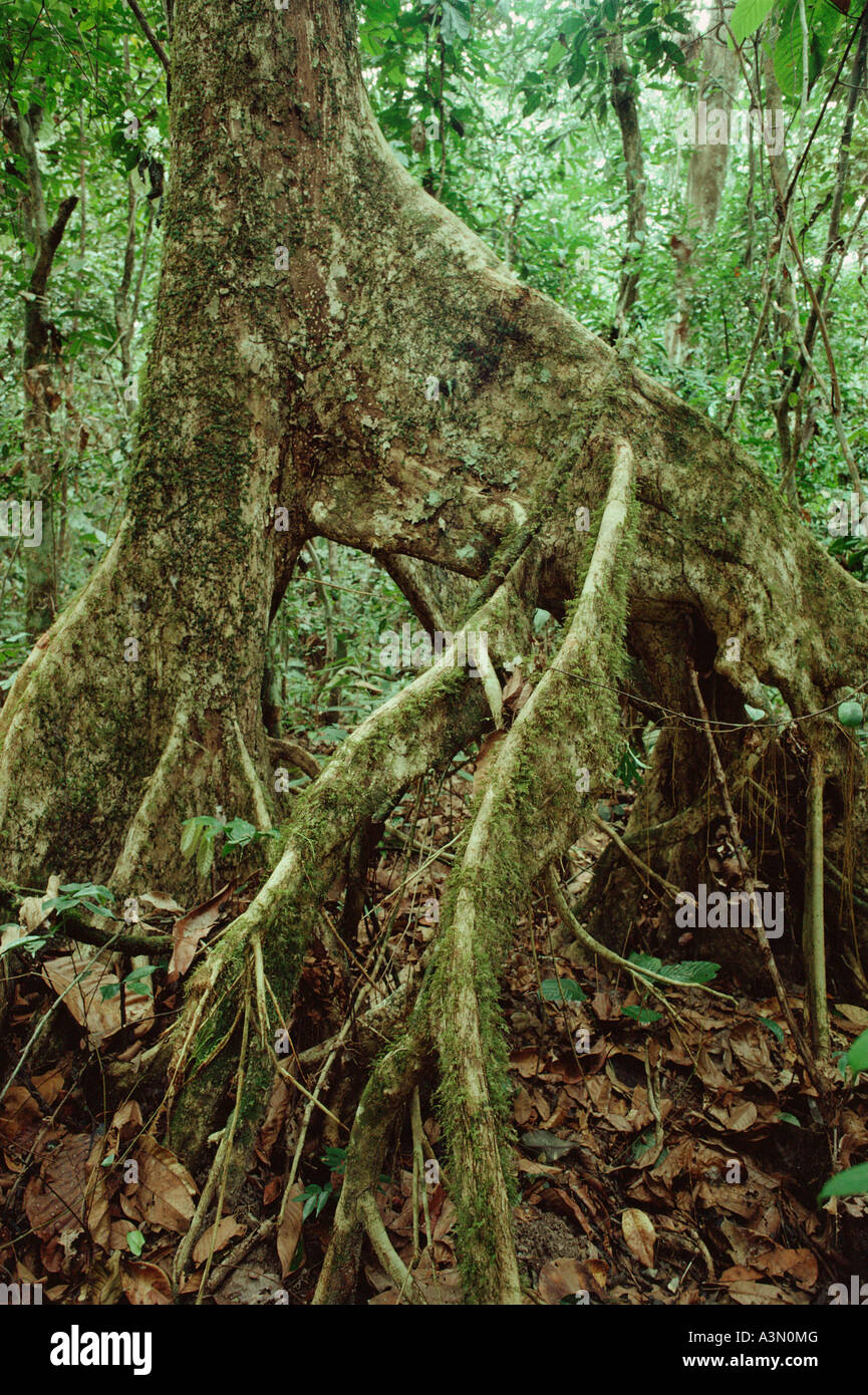 Flattened stilt roots or flying buttresses of Heritiera utilis (synonym Tarrietia utilis) (Mavaceae, Sterculioideae) a tree in lowland Tropical Rain Forest in Ivory Coast, West Africa (Guinean Forests of West Africa biodiversity hotspot). Stock Photo