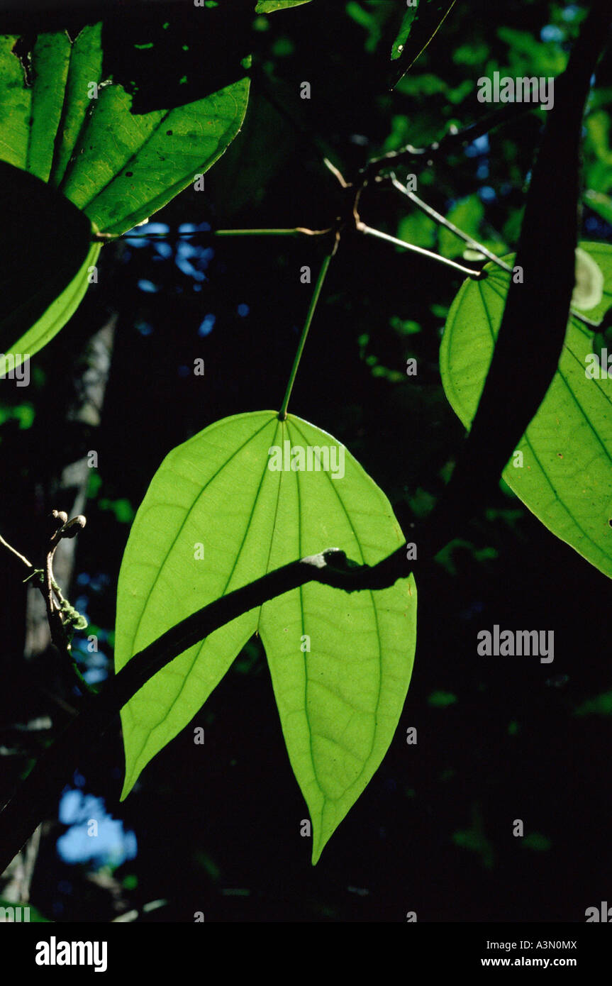 Liana Vine High Resolution Stock Photography and Images Alamy